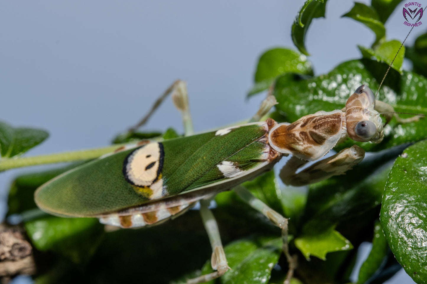 Vietnam flower mantis  - Creobroter apicalis