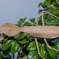 Rhombodera kirbyi - Timor shield mantis