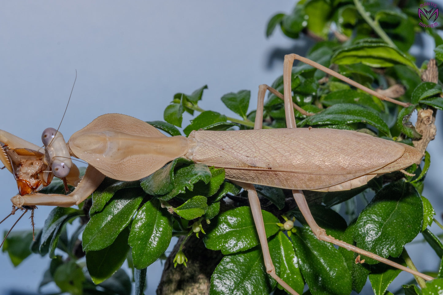 Rhombodera kirbyi - Timor shield mantis