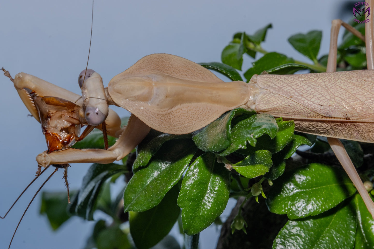 Rhombodera kirbyi - Timor shield mantis