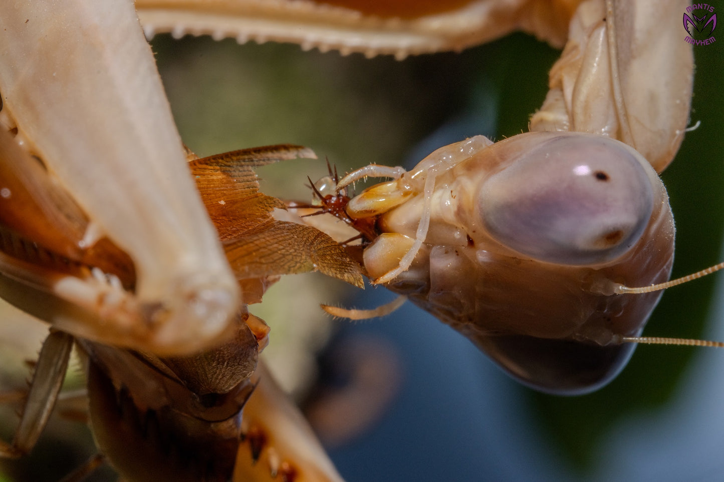 Rhombodera kirbyi - Timor shield mantis