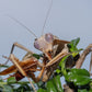 Rhombodera kirbyi - Timor shield mantis