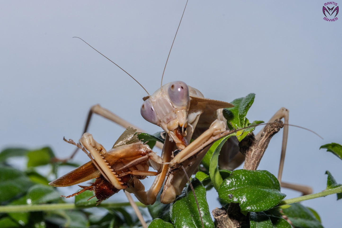 Rhombodera kirbyi - Timor shield mantis