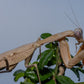 Rhombodera kirbyi - Timor shield mantis