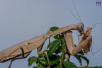 Rhombodera kirbyi - Timor shield mantis Mantis Mayhem