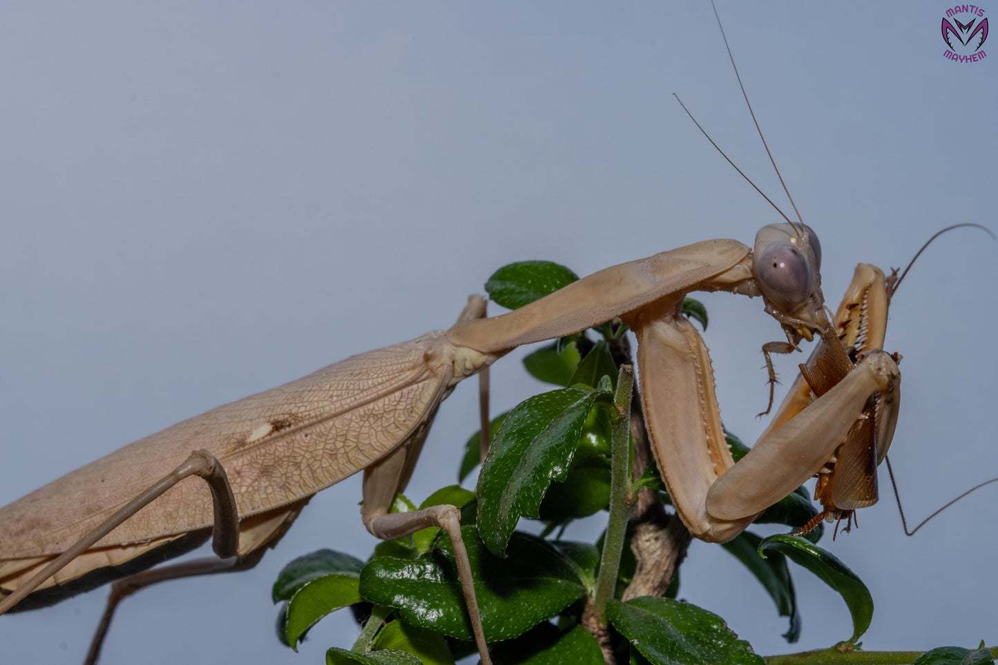 Rhombodera kirbyi - Timor shield mantis