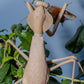 Rhombodera kirbyi - Timor shield mantis