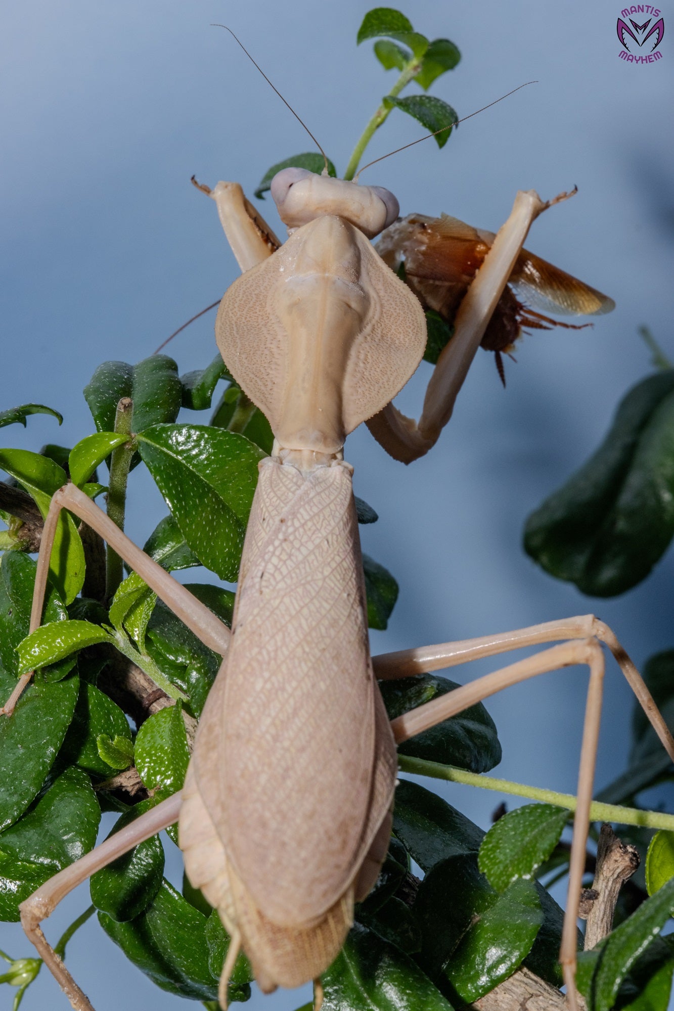 Rhombodera kirbyi - Timor shield mantis