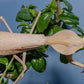 Rhombodera kirbyi - Timor shield mantis