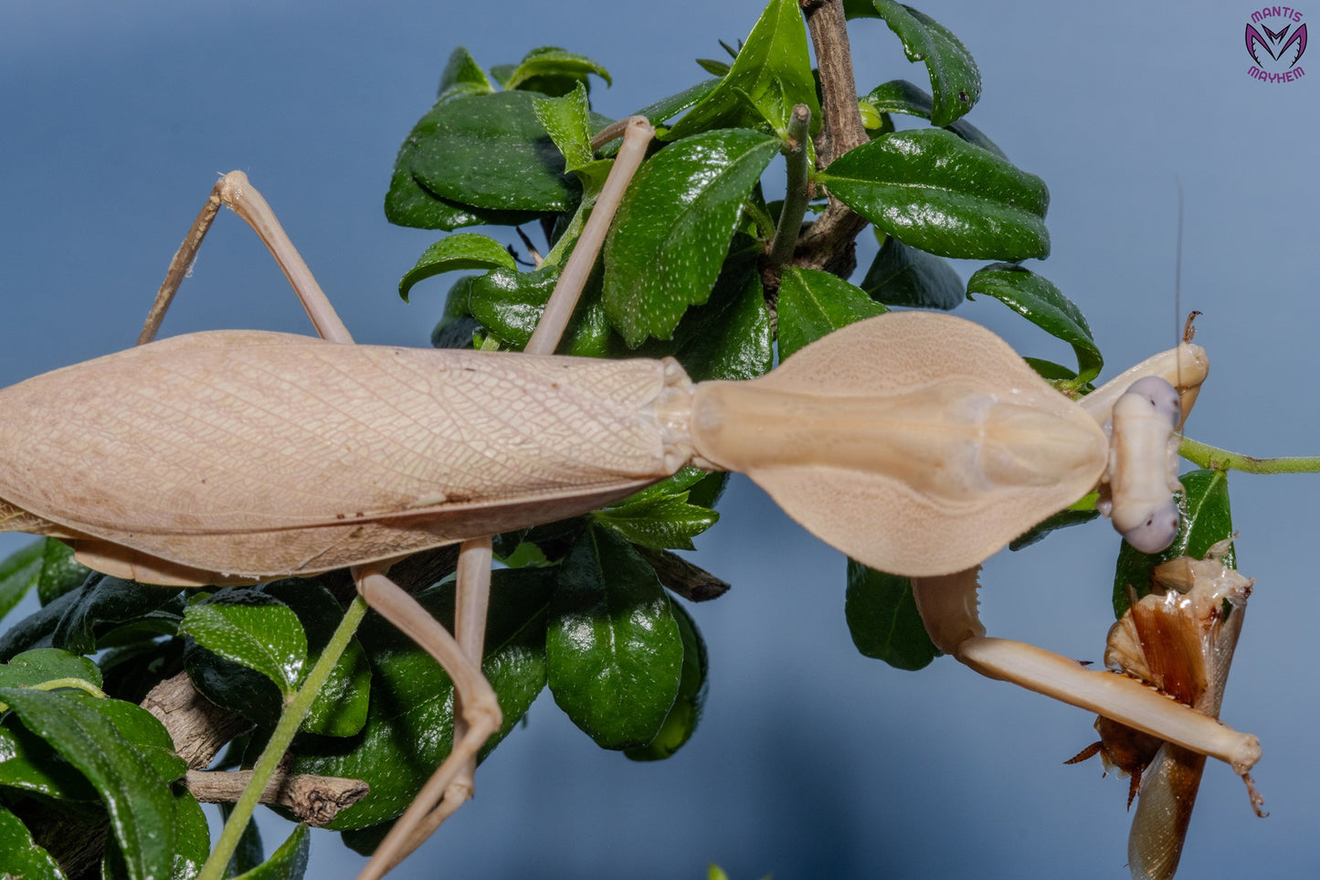 Rhombodera kirbyi - Timor shield mantis