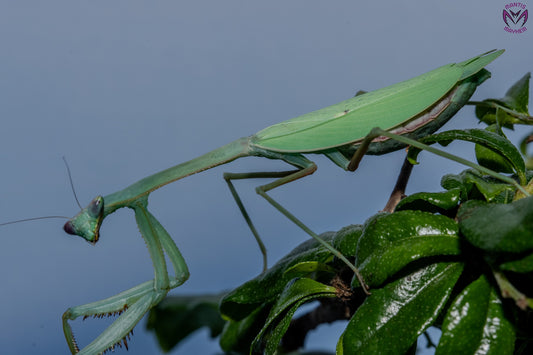 Oxyopsis peruviana - Peruvian leaf Mantis