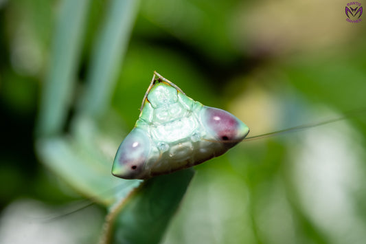 Oxyopsis peruviana - Peruvian leaf Mantis