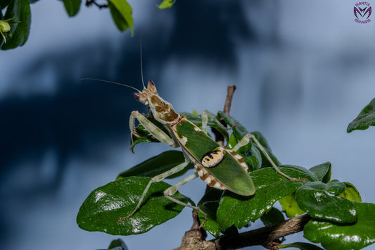 Creobroter urbanus - Malaysian Flower Mantis