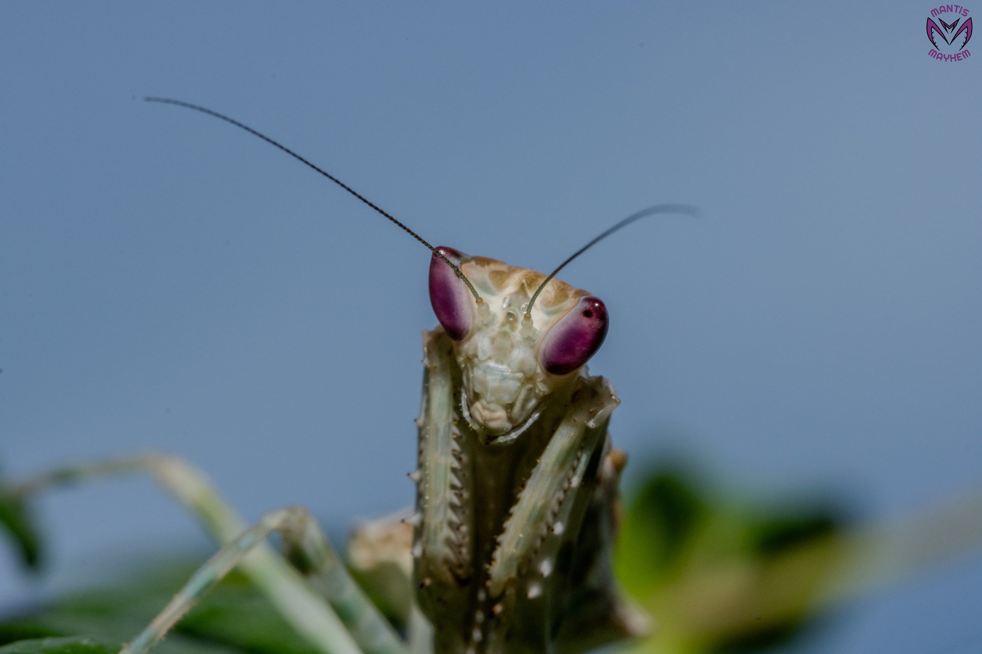 Creobroter urbanus - Malaysian Flower Mantis