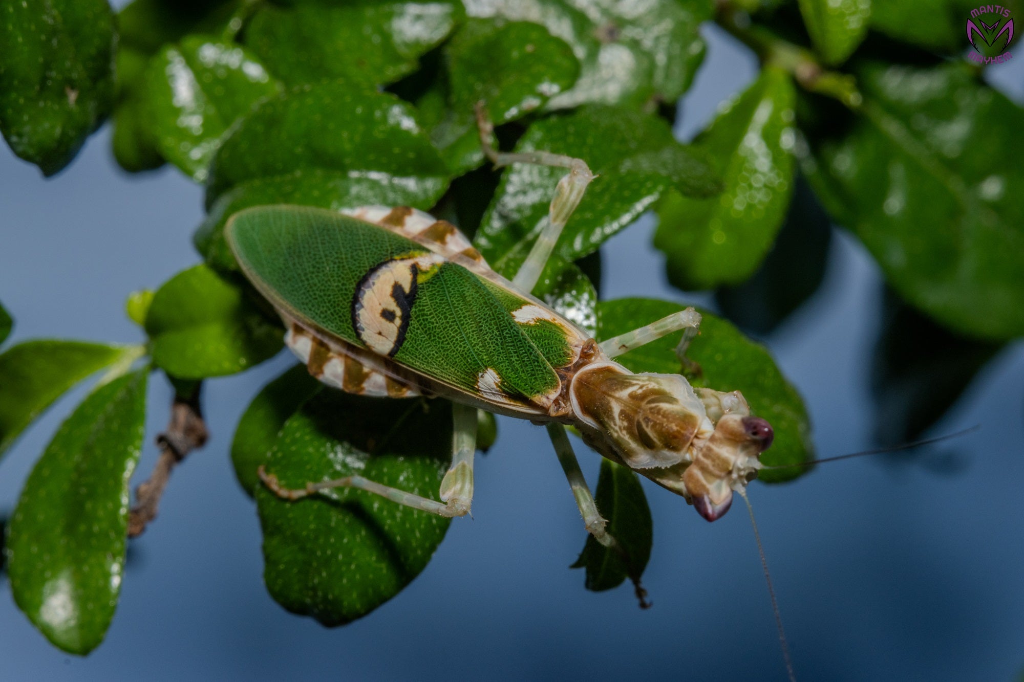 Creobroter urbanus - Malaysian Flower Mantis