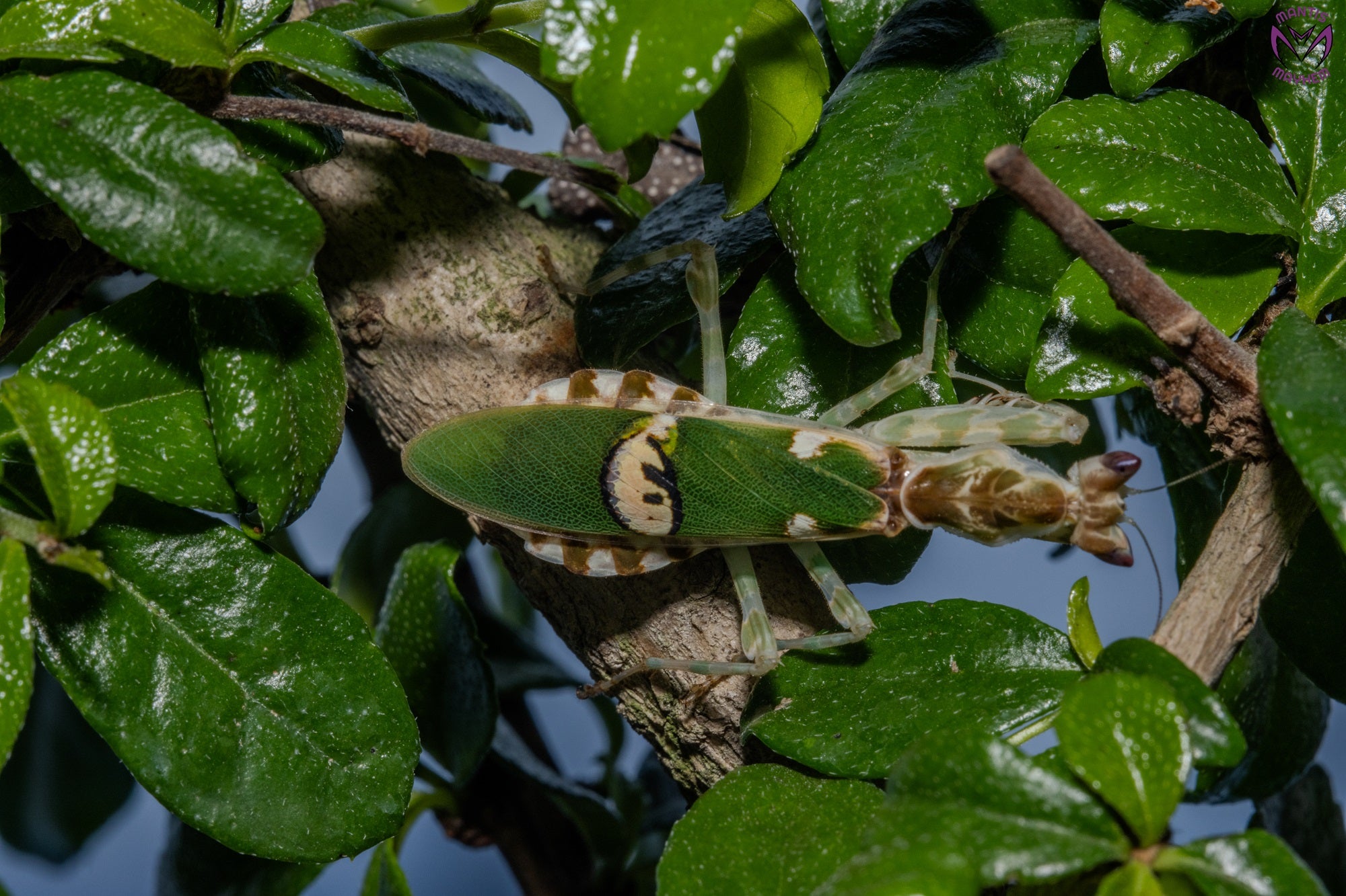 Creobroter urbanus - Malaysian Flower Mantis