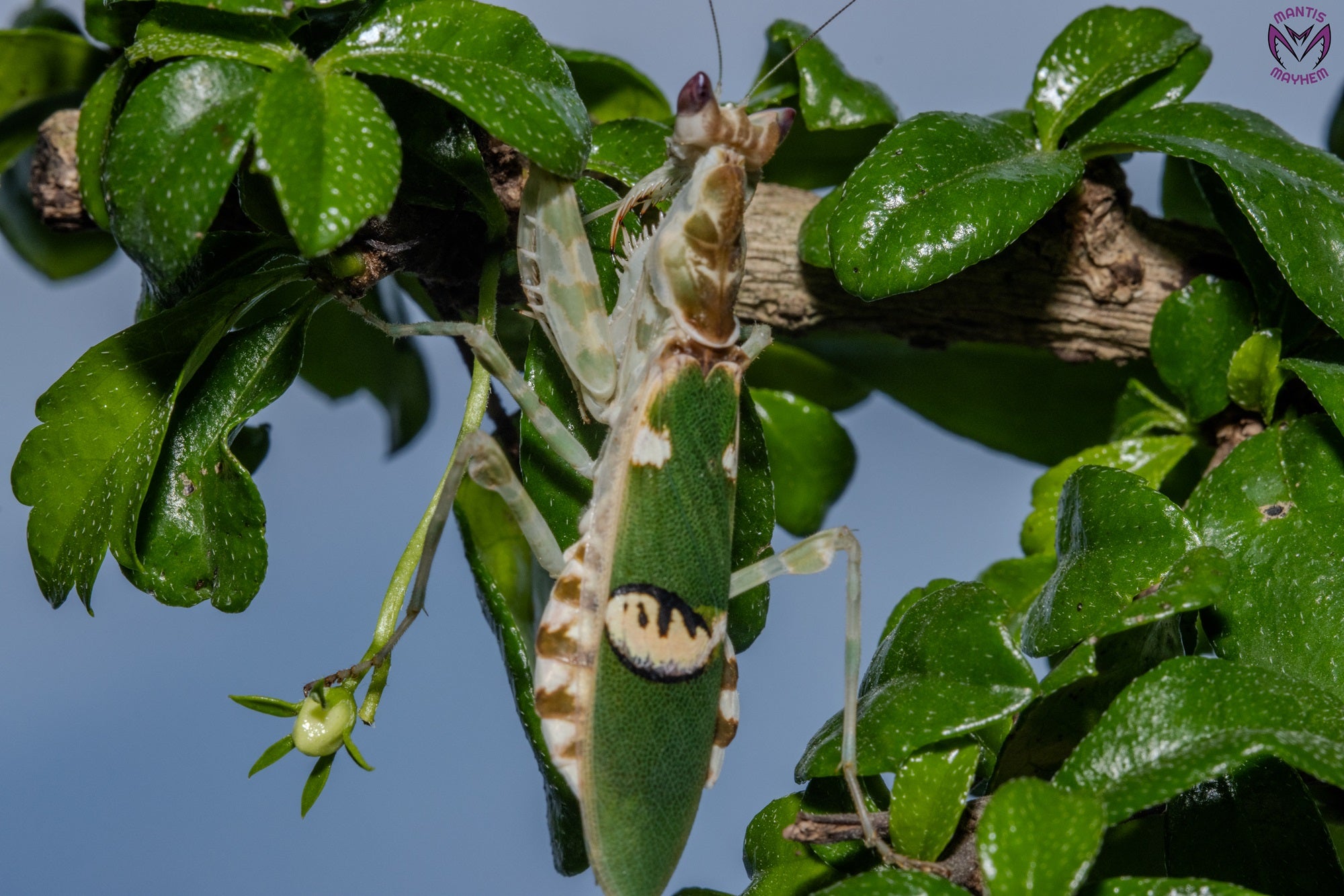 Creobroter urbanus - Malaysian Flower Mantis