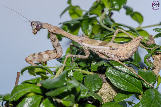 Parasphendale affinis - Budwing mantis