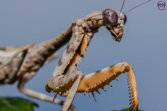 Parasphendale affinis - Budwing mantis