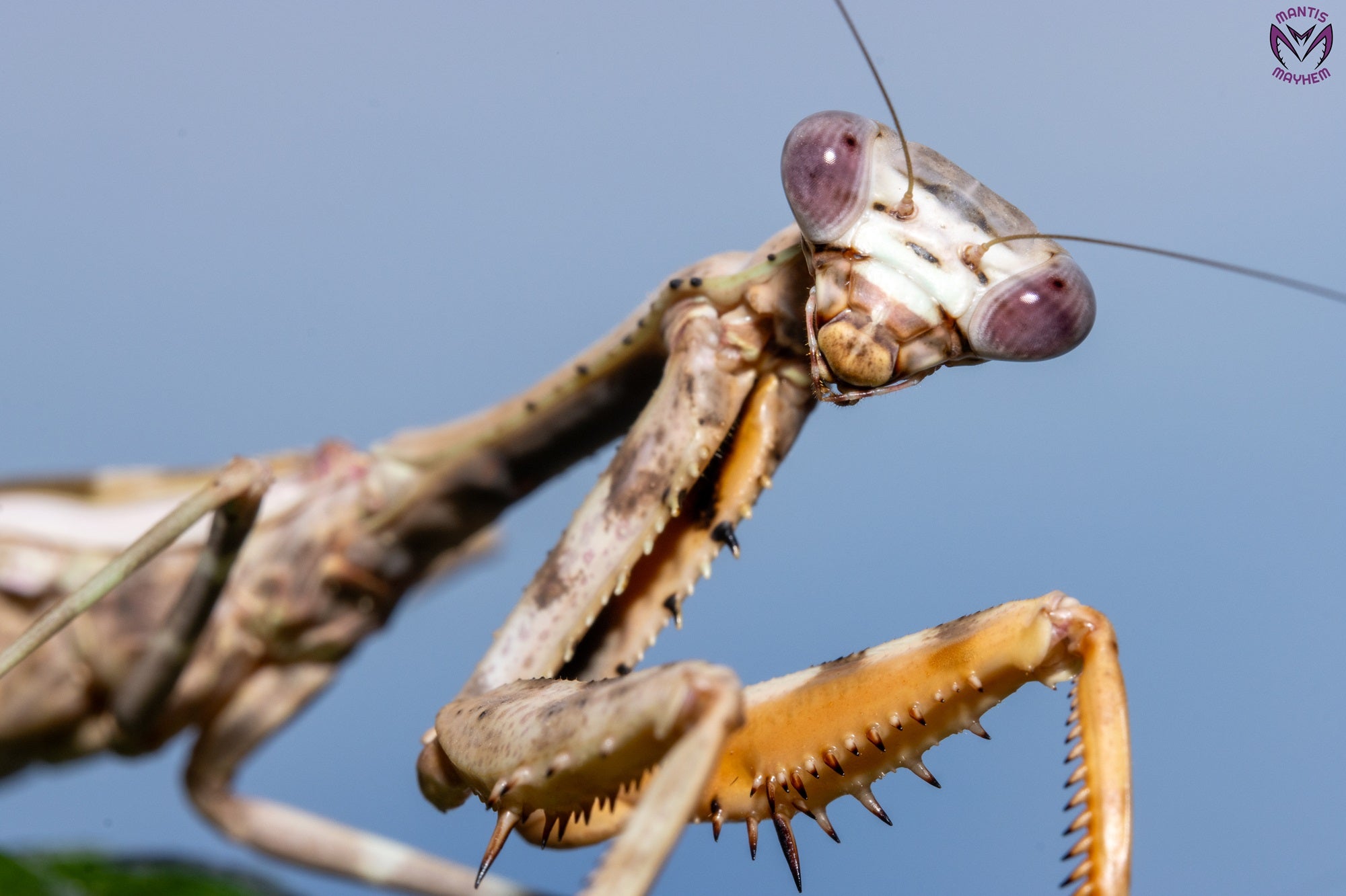 Parasphendale affinis - Budwing mantis