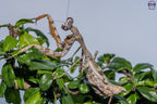Parasphendale affinis - Budwing mantis