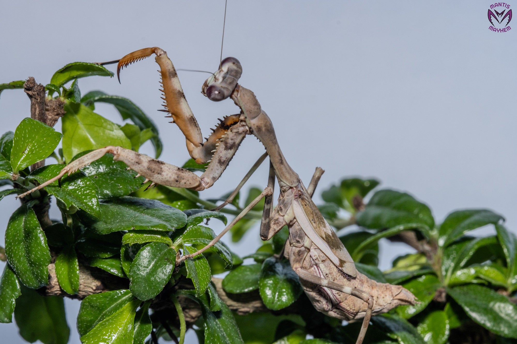 Parasphendale affinis - Budwing mantis
