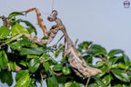 Parasphendale affinis - Budwing mantis