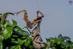 Parasphendale affinis - Budwing mantis