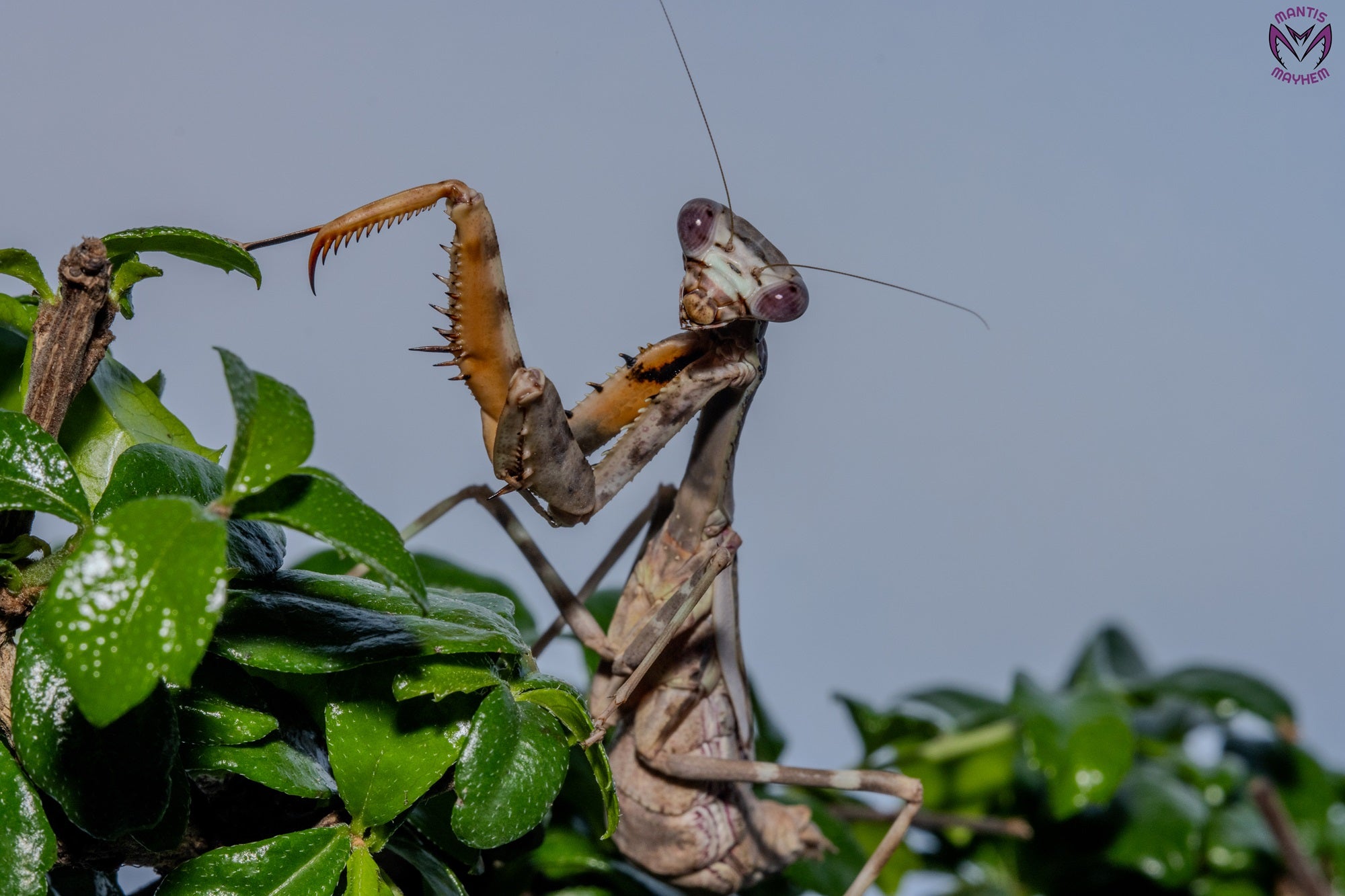 Parasphendale affinis - Budwing mantis