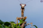 Parasphendale affinis - Budwing mantis