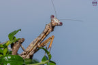 Parasphendale affinis - Budwing mantis