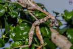 Parasphendale affinis - Budwing mantis