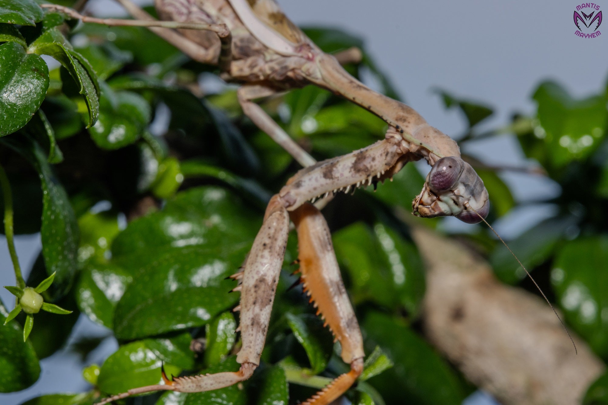 Parasphendale affinis - Budwing mantis
