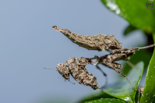 Pseudacanthops lobipes - Peruvian moss mantis