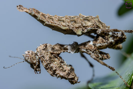 Pseudacanthops lobipes - Peruvian moss mantis