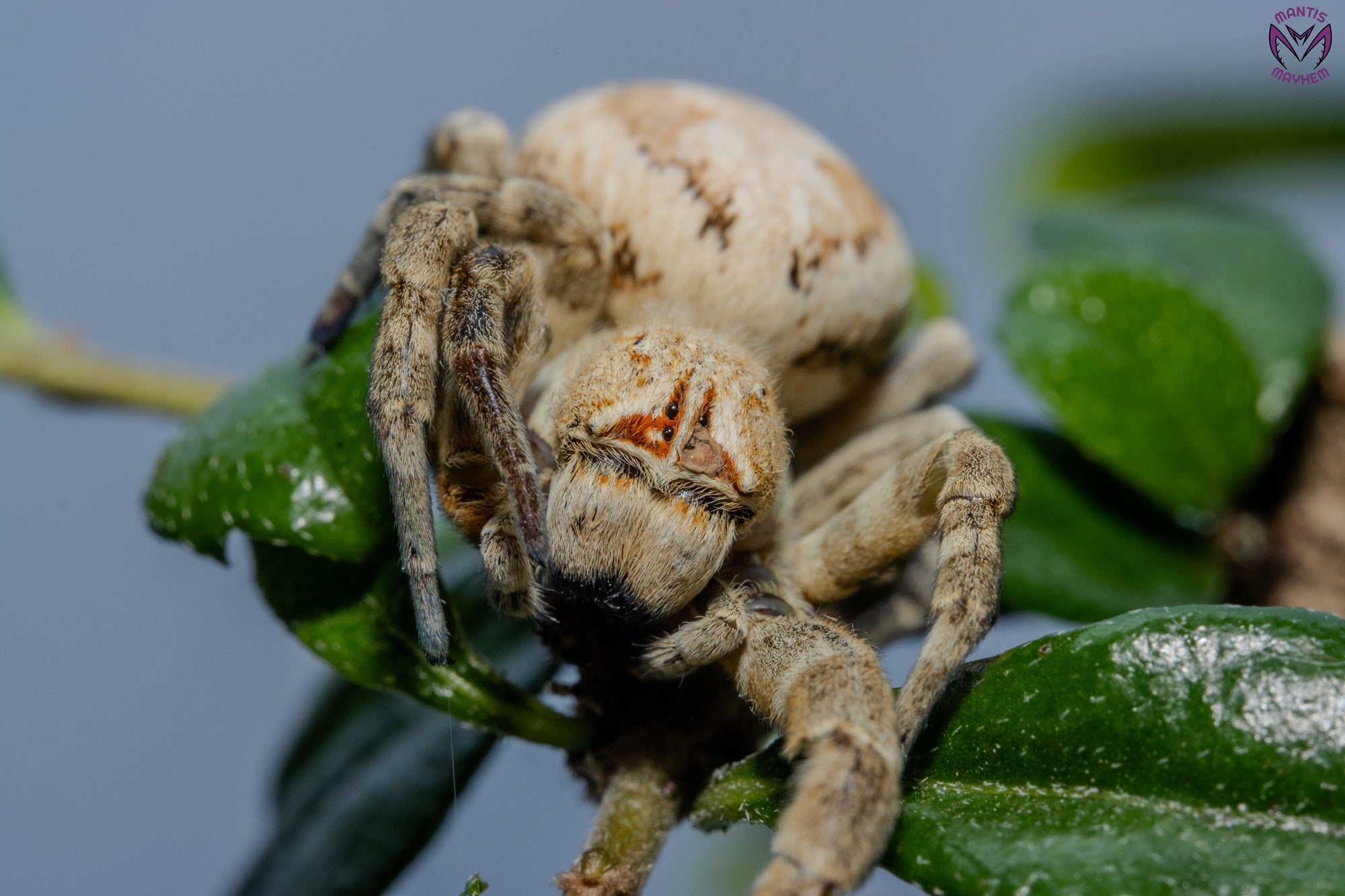 Stegodyphus dufouri - ladybird sling 5mm+