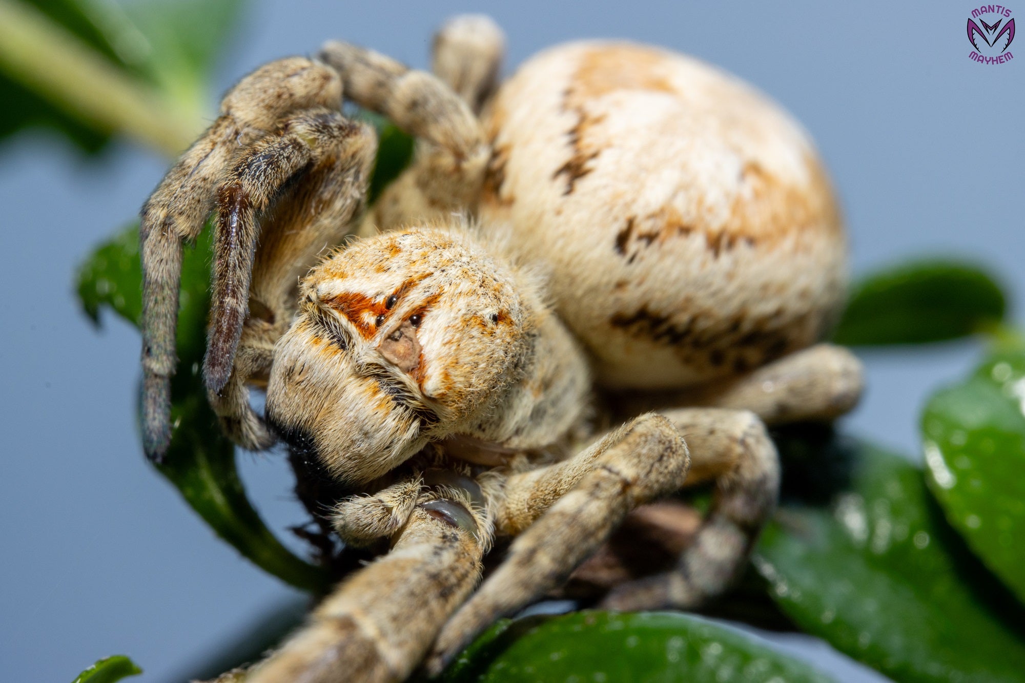 Stegodyphus dufouri - ladybird sling 5mm+