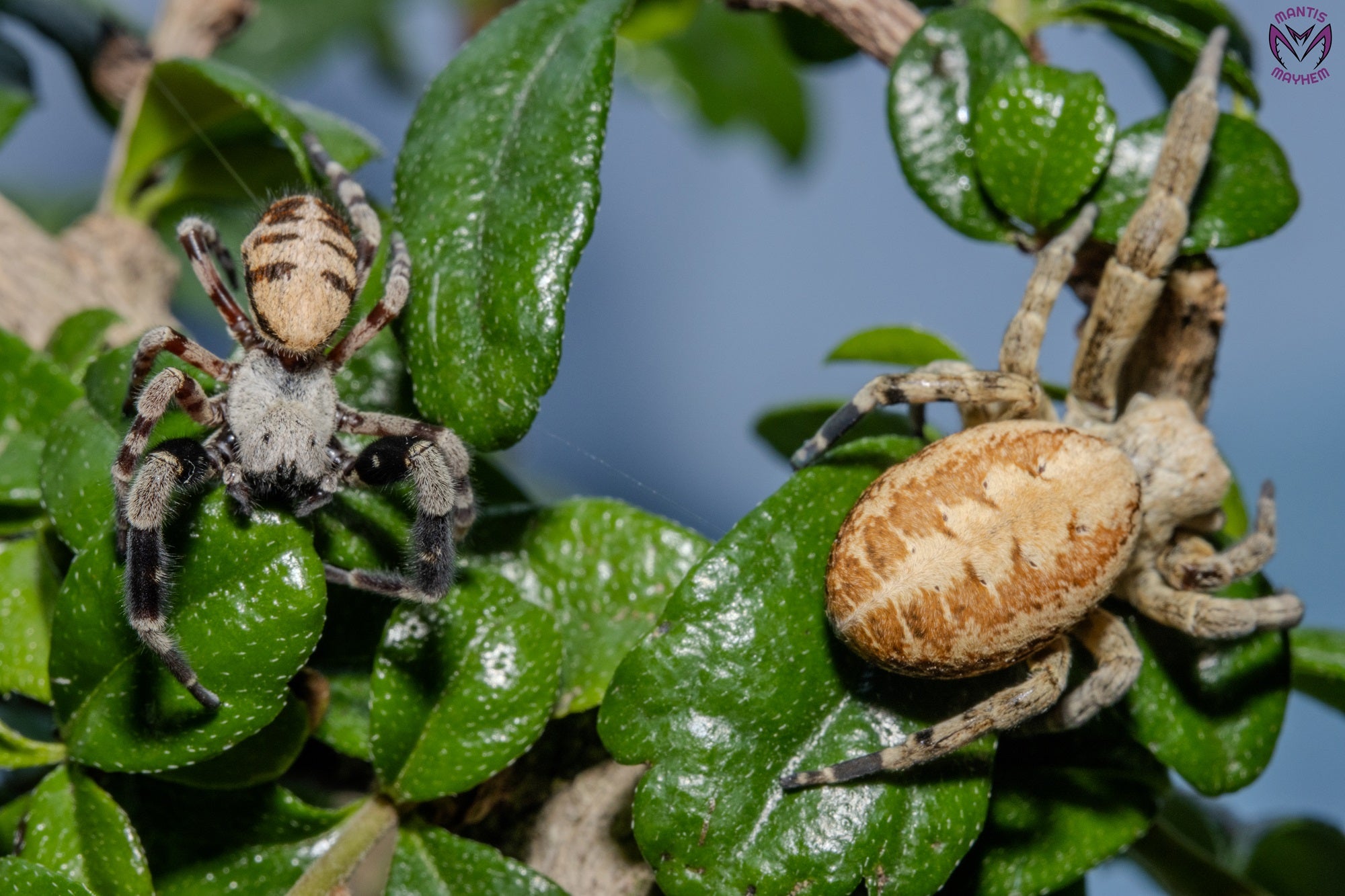 Stegodyphus dufouri - ladybird sling 5mm+