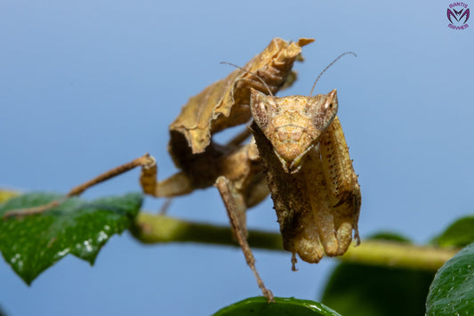 Acanthrops falcata - south American boxer mantis