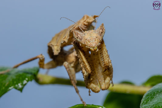 Acanthrops falcata - south American boxer mantis