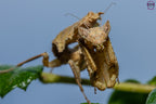 Acanthrops falcata - south American boxer mantis