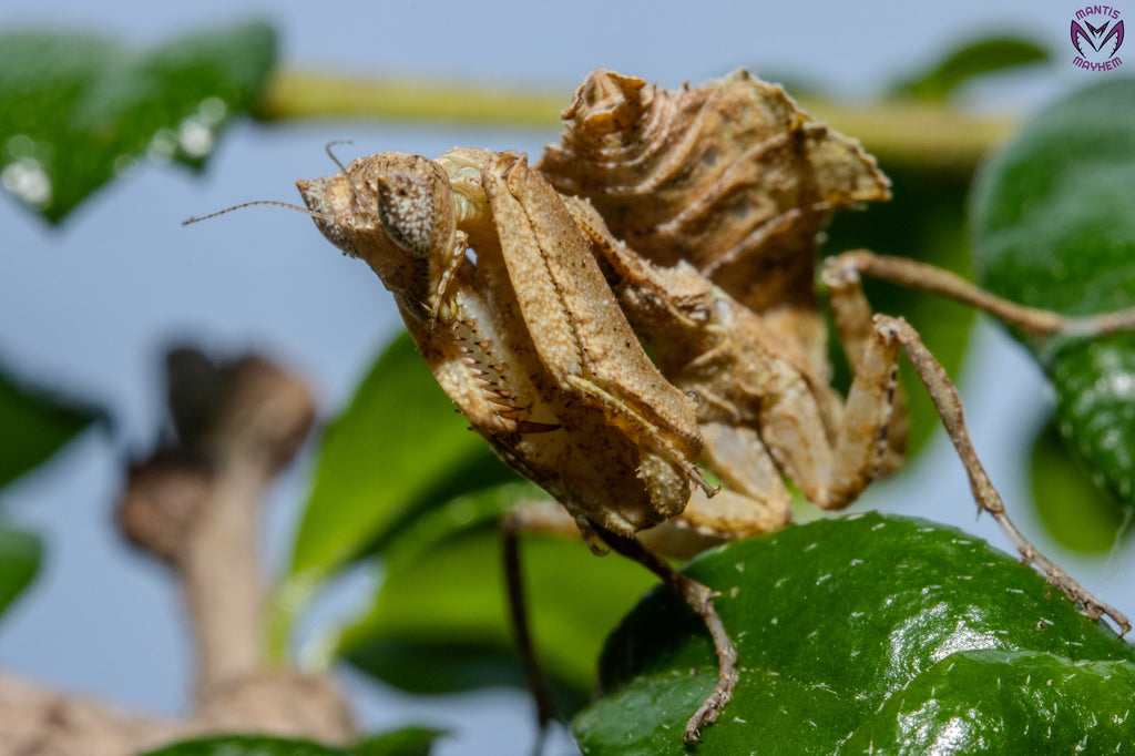 Acanthrops falcata - south American boxer mantis