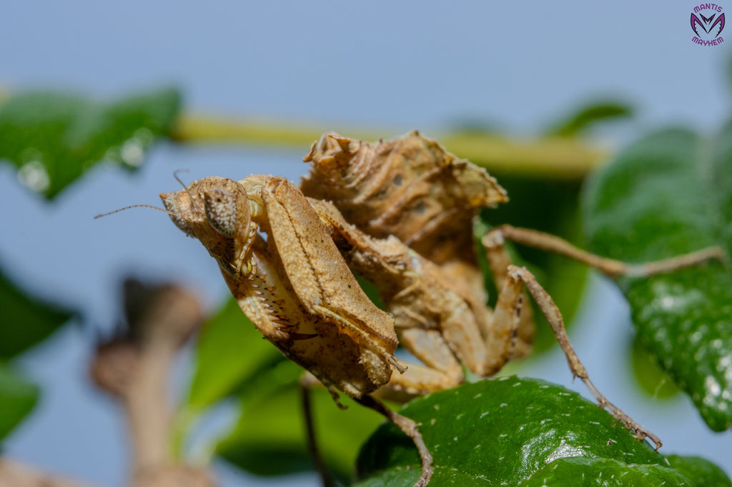 Acanthrops falcata - south American boxer mantis