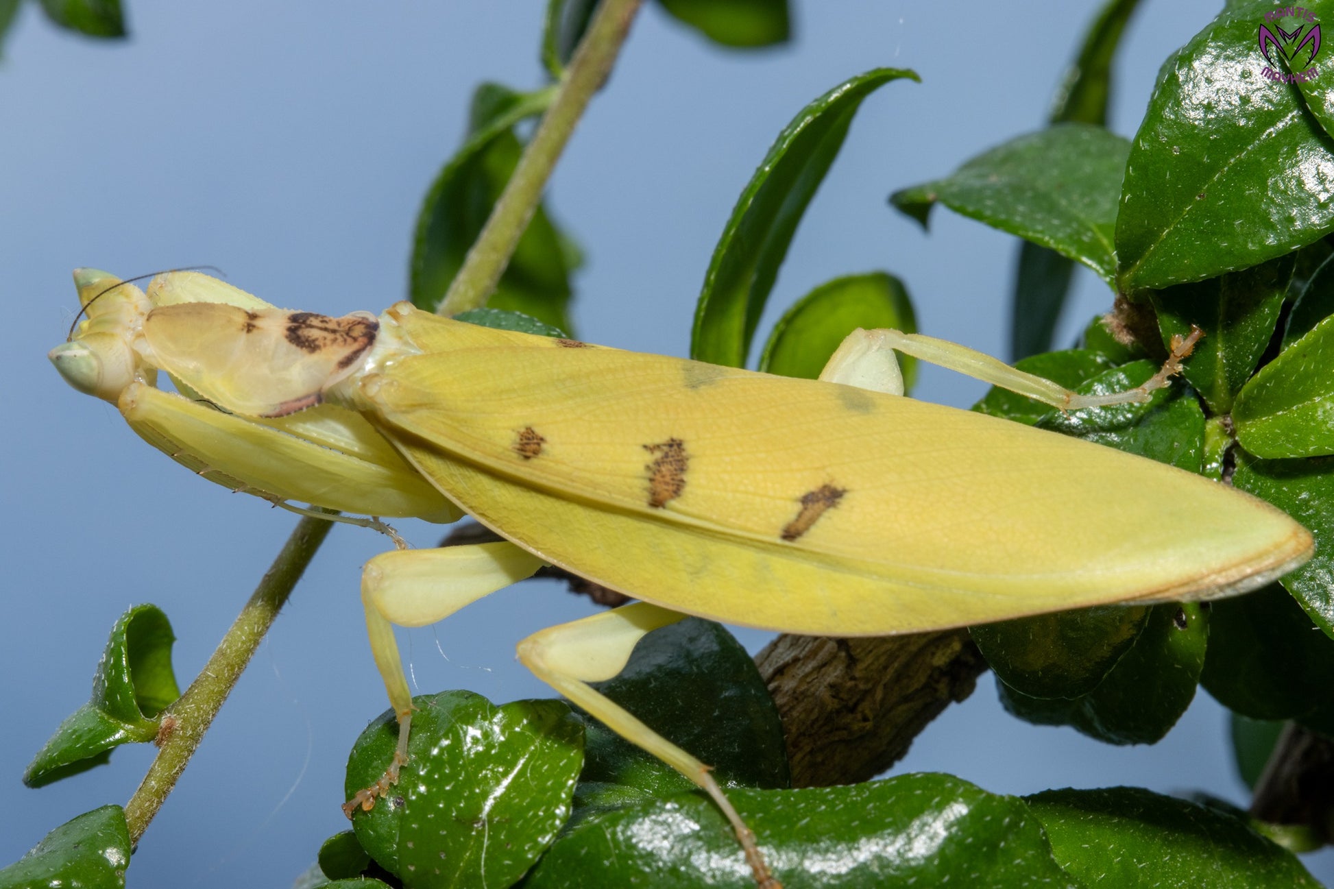 Helvia cardinalis - Yellow orchid mantis