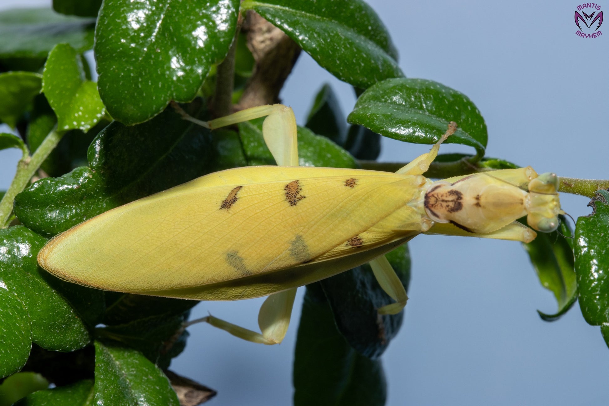 Helvia cardinalis - Yellow orchid mantis