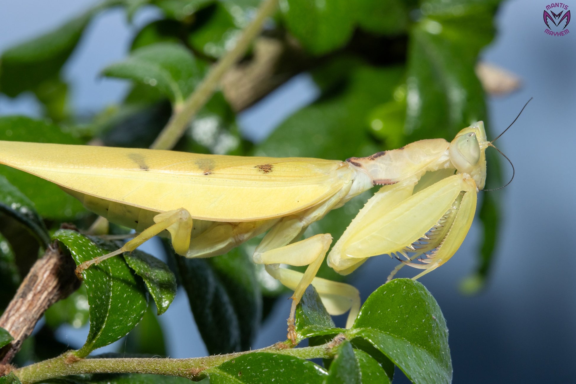 Helvia cardinalis - Yellow orchid mantis
