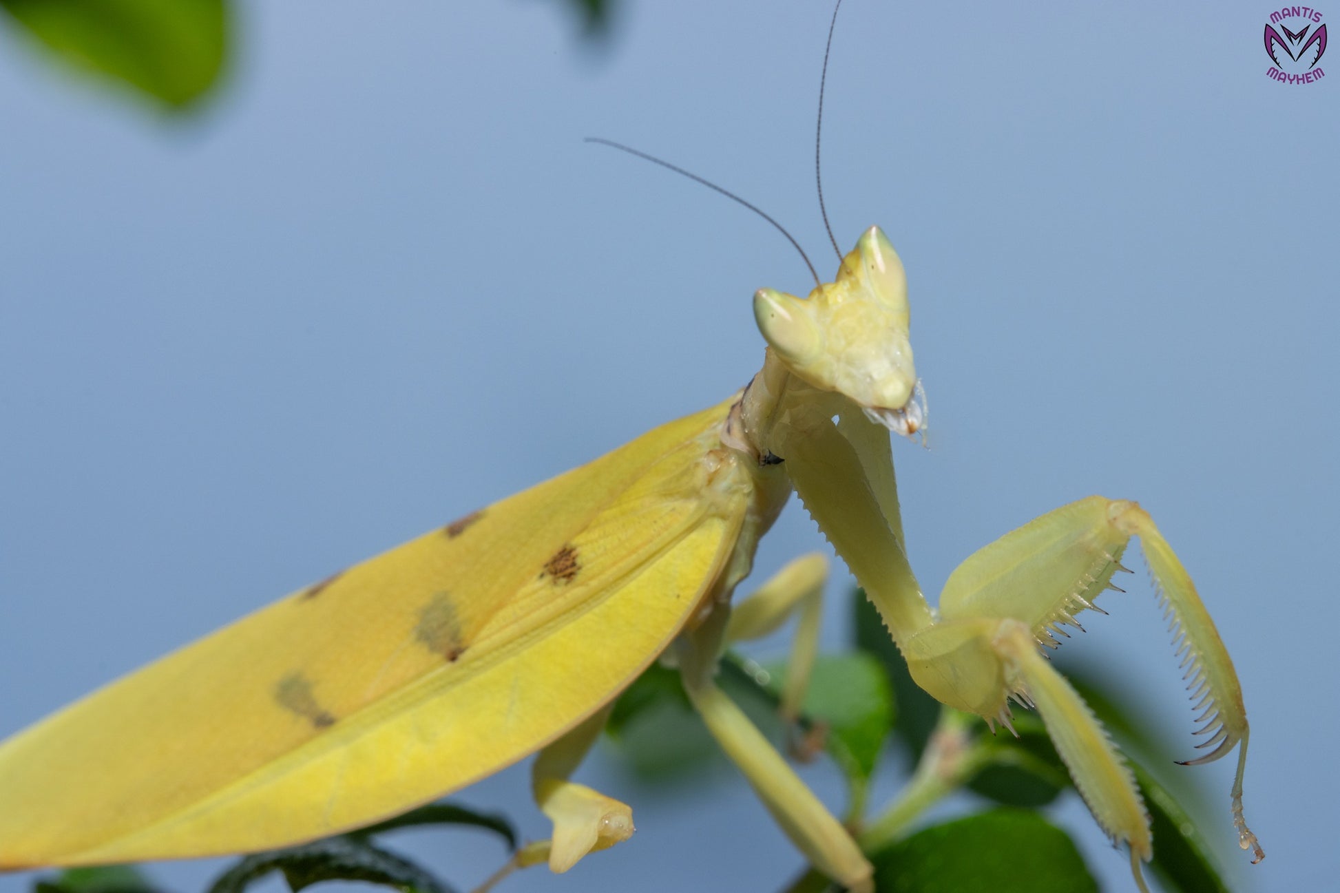 Helvia cardinalis - Yellow orchid mantis