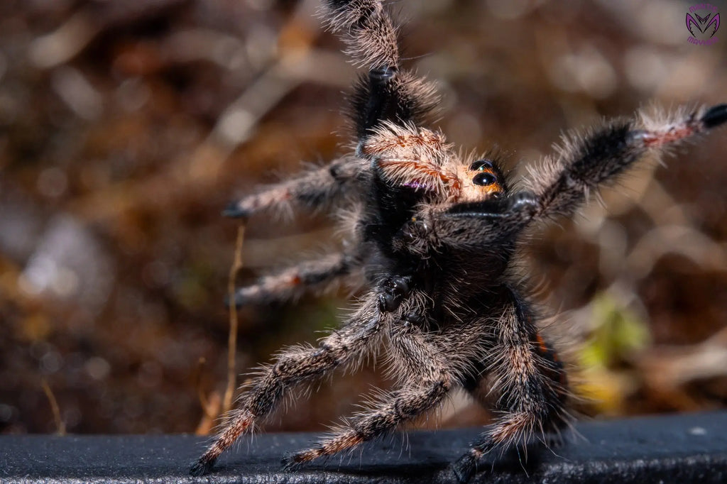 Phidippus regius Dos Gardenias Mantis Mayhem
