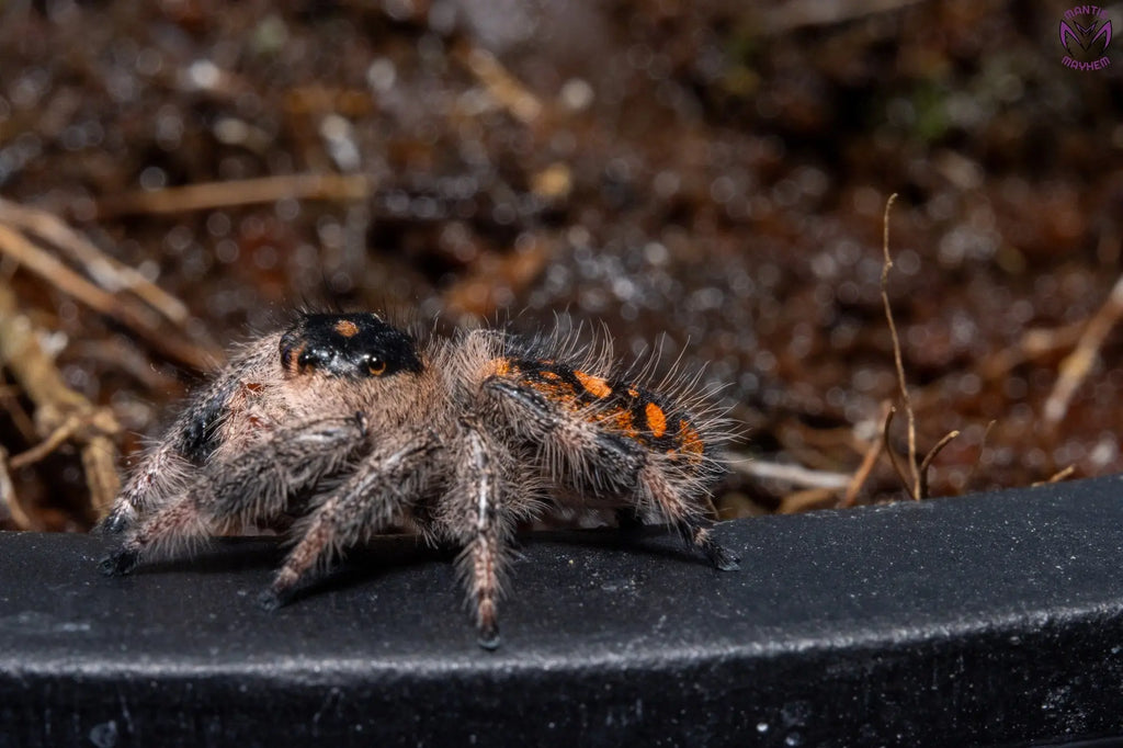 Phidippus regius Dos Gardenias Mantis Mayhem
