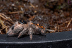 Phidippus regius Dos Gardenias Mantis Mayhem